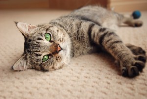 Pet claws and pet stains are a common problem for carpet-enthusiasts, but Stainmaster has the carpet products you and your pets will love!